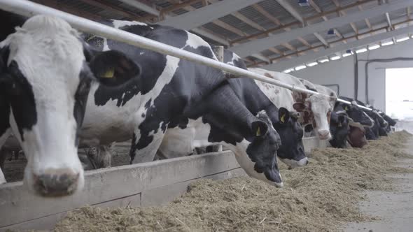 Calves Feeding Process on Modern Farm. Close Up Cow Feeding on Milk Farm. Cow on Dairy Farm Eating