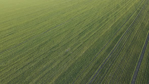 Drone View of a Crops on Agricultural Fields