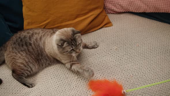 Funny Cat Playing with Toy on Sofa Closeup Scottish Fold Portrait