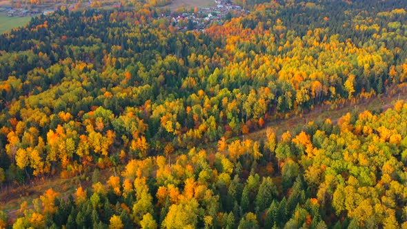 Colorful Autumn Forest Through Which the Railway Passes Aerial View