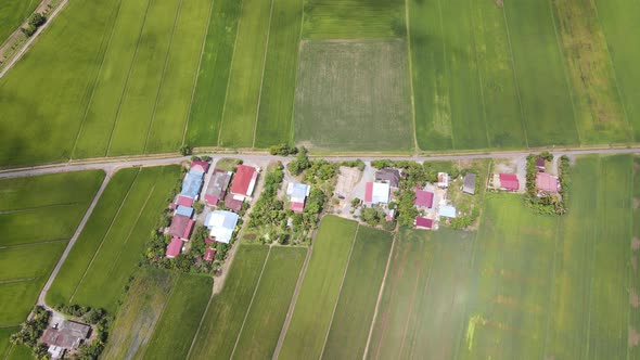 The Paddy Rice Fields of Kedah and Perlis, Malaysia