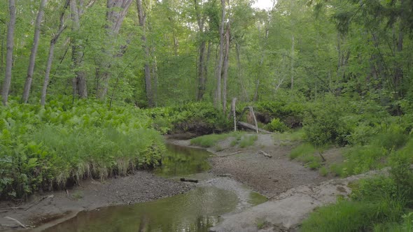 Stream meandering through dense woods lush green vegetation