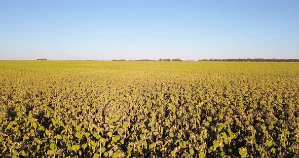 Drone Flying Above Agricultural Field Of Dry Sunflowers Ready For Harvest At Daytime - aerial drone