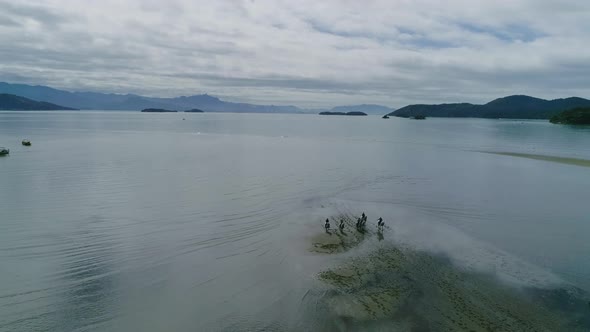 Drone image of horses on the lake, minas gerais, brazil.