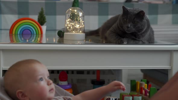 Domestic Cat Watches As Father Puts His Baby in a Rocking Chair