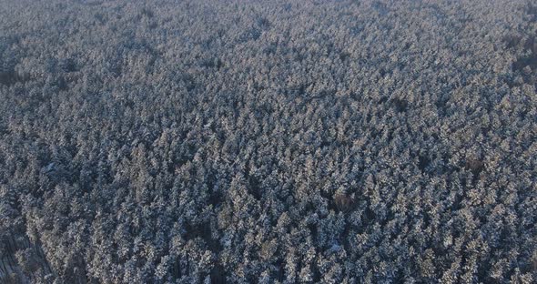 Snow-covered Coniferous Forest. Aerial Photography