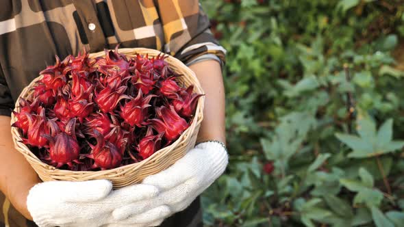 Close up red roselle in the basket. Senior farmer harvesting organic fresh red roselle.