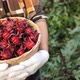 Close up red roselle in the basket. Senior farmer harvesting organic fresh red roselle. - VideoHive Item for Sale