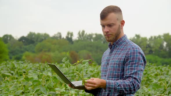 Agronomist or Farmer Examines Soybean Growth. Soybean Field. Concept Ecology, Bio Product