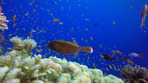 Underwater Colourful Tropical Fishes