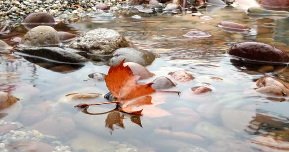 A golden autumn colored leaf in a forest river as rain drops create splashes and ripples in the wate