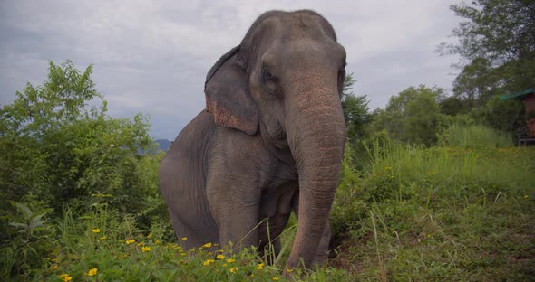 Elephant Walks Though the Grass at the North Thailand Forest 