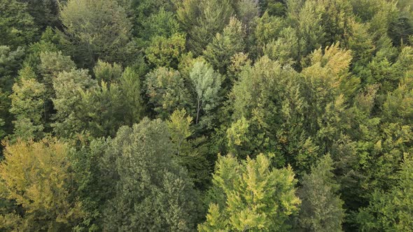 Forest in the Mountains. Aerial View of the Carpathian Mountains in Autumn. Ukraine