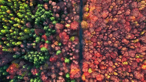 Trip to the forest in autumn. Aerial view, autumn forest