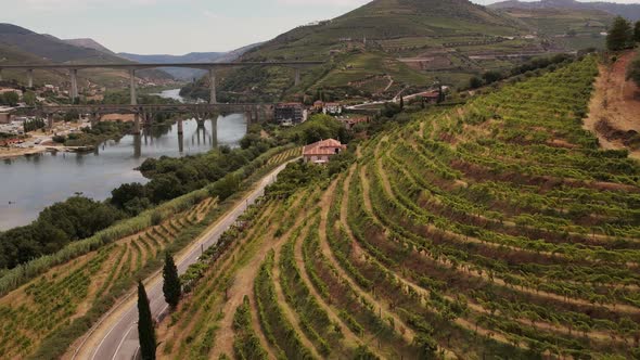 Aerial View of Vineyards in Peso Da Regua Town