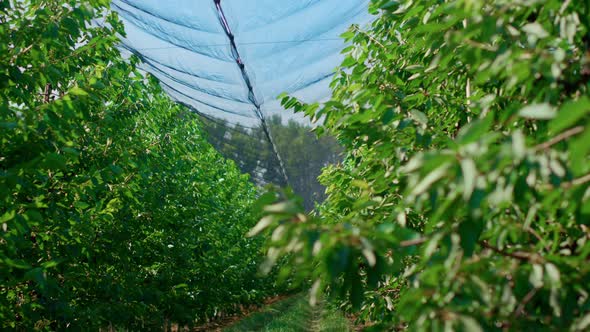 Green Trees Growing Greenhouse Farming Organic Fruits for Vegetarian People