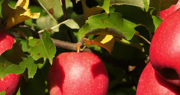 Cripps Pink. Orchard apple trees, The Occitan, France