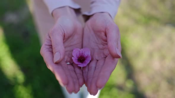 Woman Gently Touch Lush Peach Flowers Bunch Enjoy Hanami Time