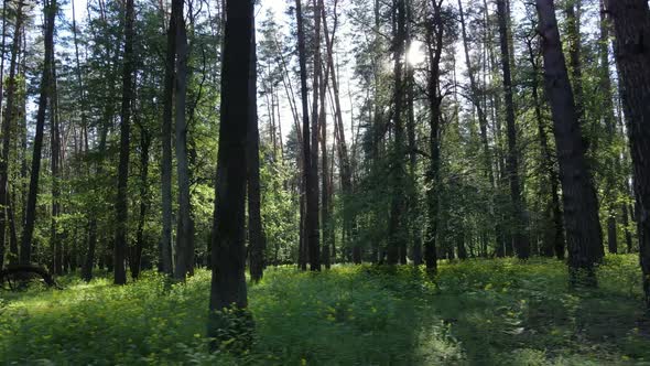 Wild Forest Landscape on a Summer Day