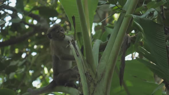 Cute Small Red Toque Macaque Sits on Tree and Bites Leaves