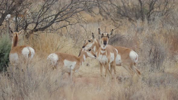 Herd of Pronghorn Antelope in Central Arizona