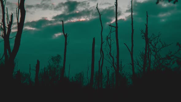 Day to night timelapse. Dead trees silhoutted against an evening sky.