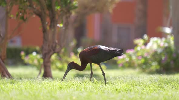 Glossy Ibis Wild Bird Also Known As Plegadis Falcinellus Walking on Green Lawn in Summer