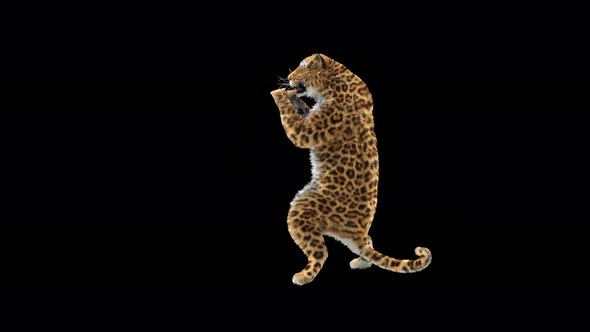 Leopard 4K