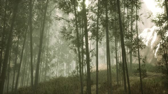 Asian Bamboo Forest with Morning Sunlight