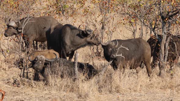 African Buffaloes In Natural Habitat