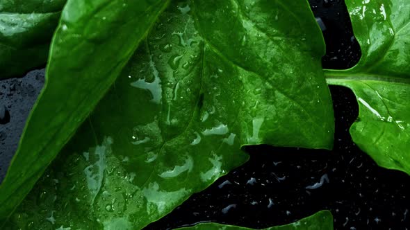 Fresh Spinach with Water Drops Rotating on Black Background