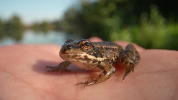 Small Young Brown Frog relaxing and taking sunbath on hand of person during sunset - Blurred lake po