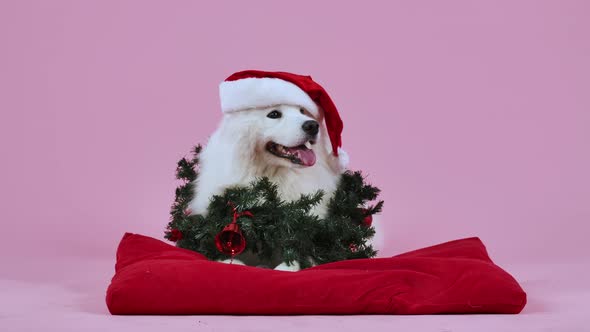 An Adorable Samoyed Spitz Wearing a Santa Claus Hat and a Christmas Wreath Around His Neck Lies on a