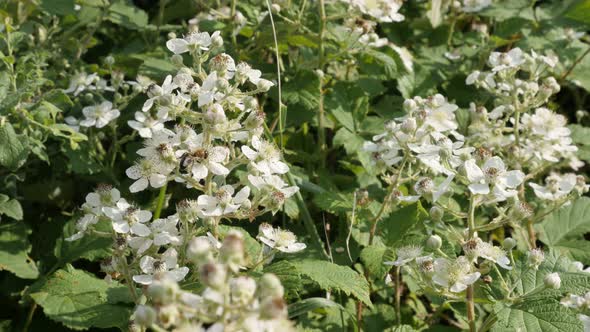 White spring flowers of Rubus fruticosus close-up 4K 2160p 30fps UltraHD footage - Blackberry fruit 