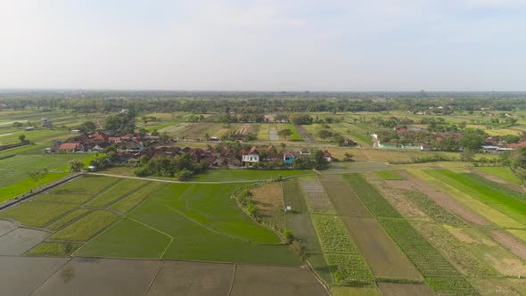 Rice Field and Agricultural Land in Indonesia