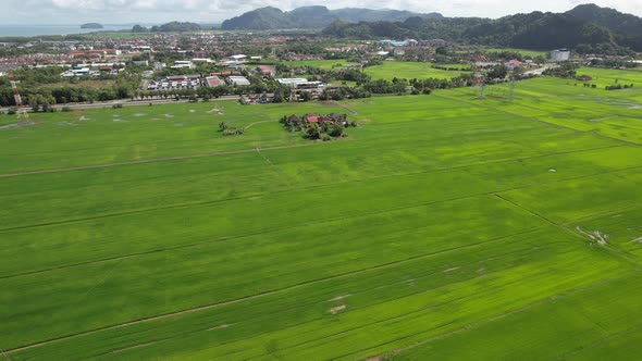 The Paddy Rice Fields of Kedah and Perlis, Malaysia