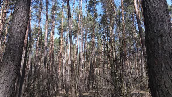 Trees in a Pine Forest During the Day Aerial View