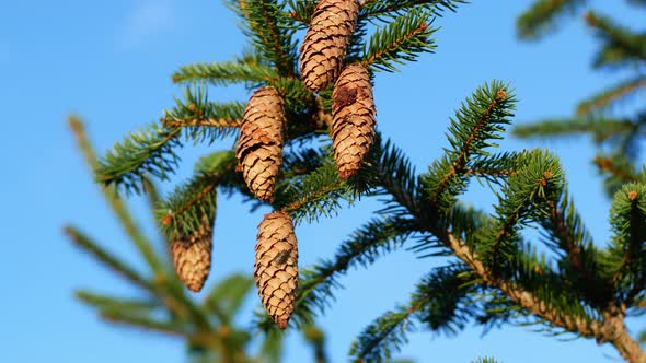 Green spruce branches close up with cones. Spruce branches against a blue sky.