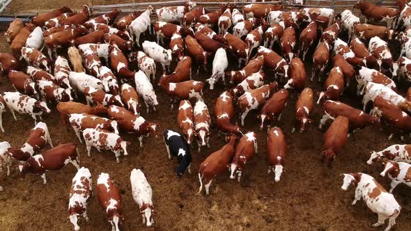 Aerial View of Corral Full of Cattle