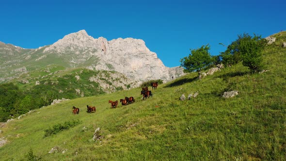 Wild horses on the green mountains Aerial view. 4k, a herd of horses with a foal run on Mount Khustu