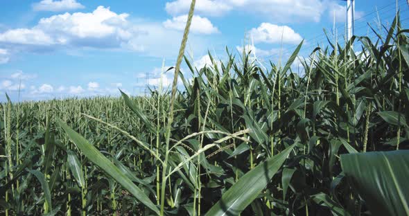 Cornfield surrounded by windmills with a blue sky. Climate-friendly energy generation through wind p