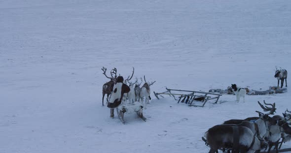 Middle of Arctic Man Sitting on a Sleigh and Going