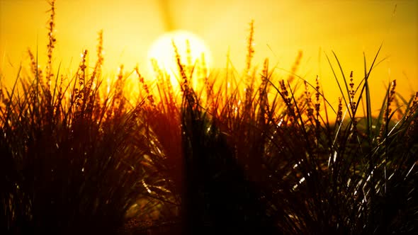 Green Grass on Hills at Sunset