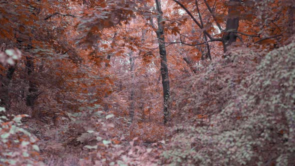 Infrared forest landscape