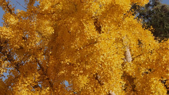 The bright yellow leaves of the Ginkgo Biloba tree in autumn