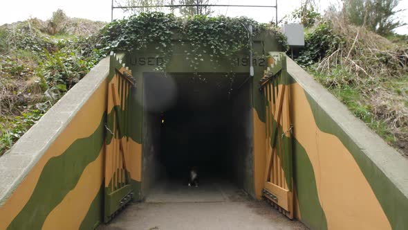 Dog creepily appearing in entrance to an old war bunker.