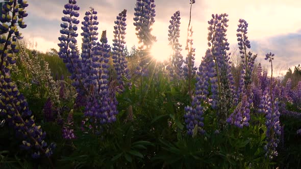 Beautiful Lupin Field at Lake Tekapo, New Zealand in Summer