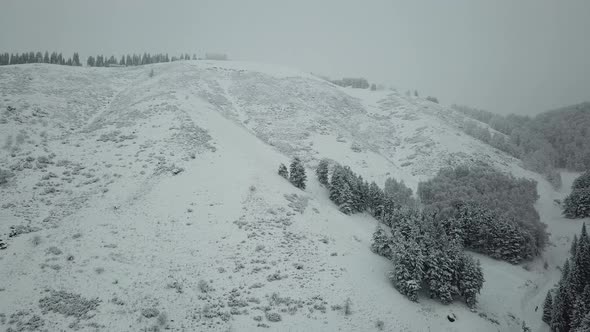 The winter forest in the mountains is covered with fresh snow. Snow falls in the forest.