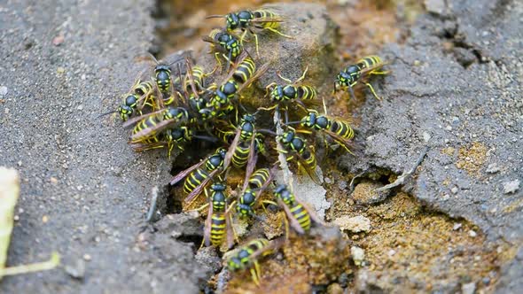 A Small Flock of Bees is Working on Building a Hive