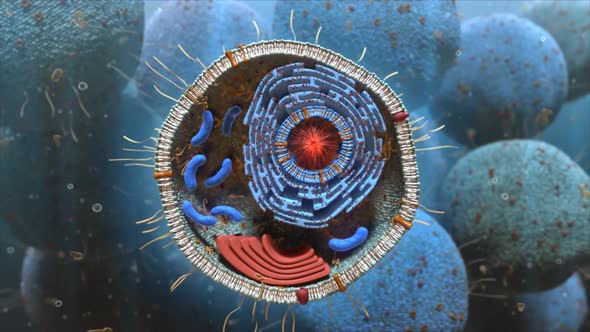 Cell nucleus and its internal structure